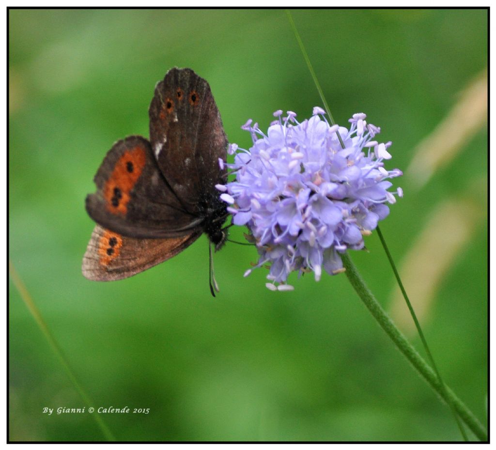 Erebia ligea ? S